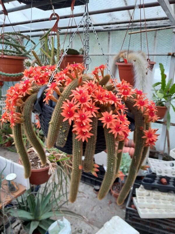 Hildewintera hybrid