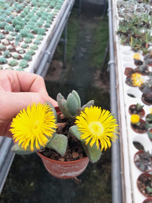 Pleispilos compactus ssp canus