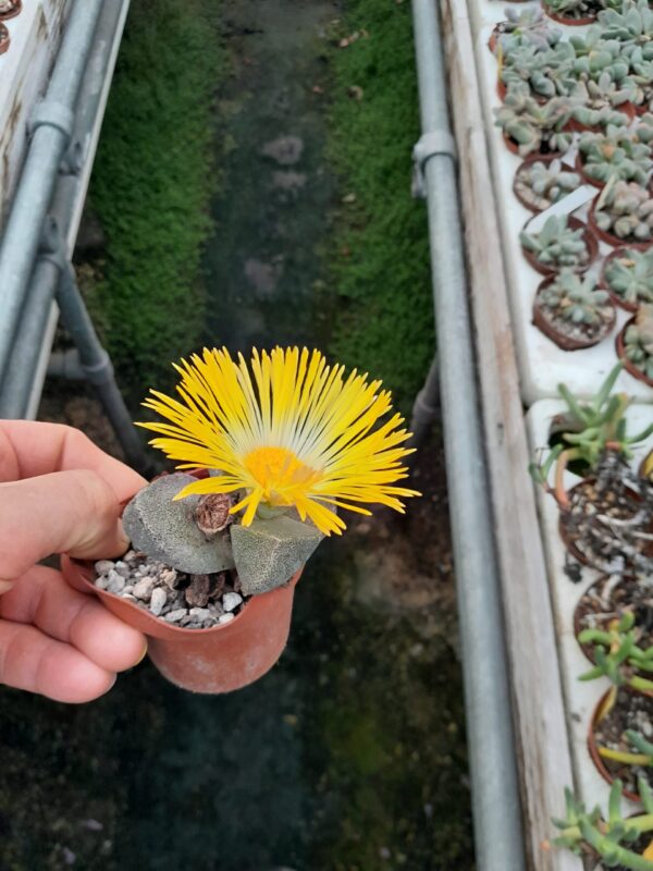 Pleiospilos bolusii