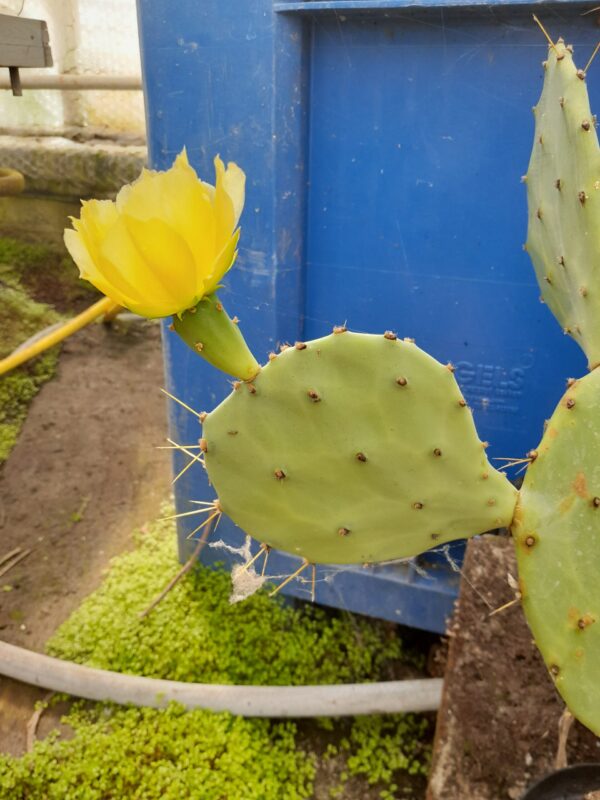 Opuntia bentonii