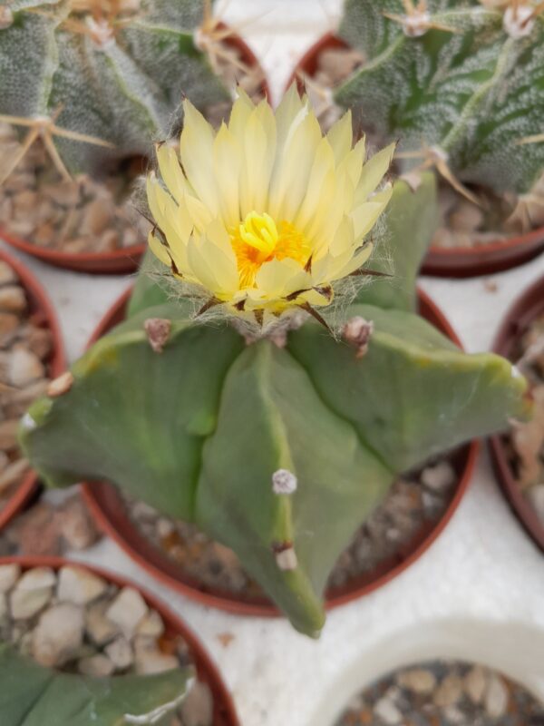 Astrophytum myriostigma f. nudum - Image 2