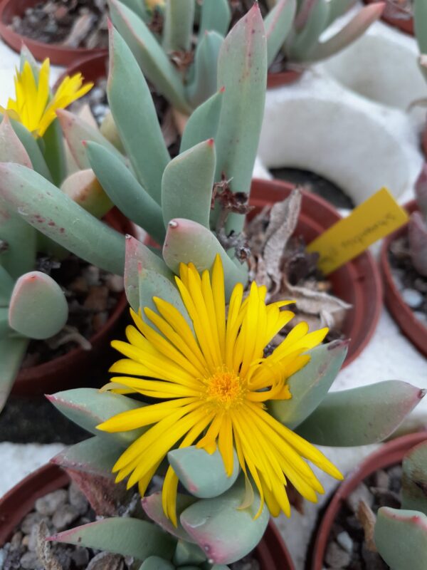 Schwantesia pillansii