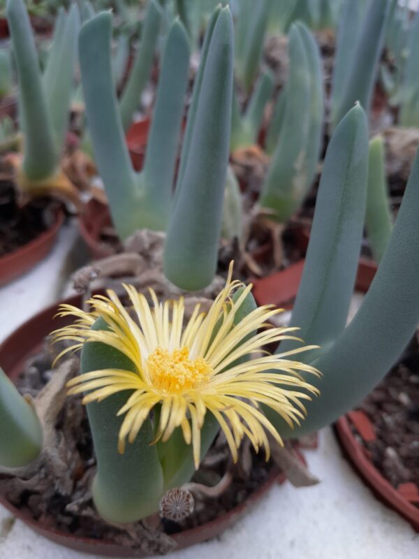 Cheiridopsis candidissima
