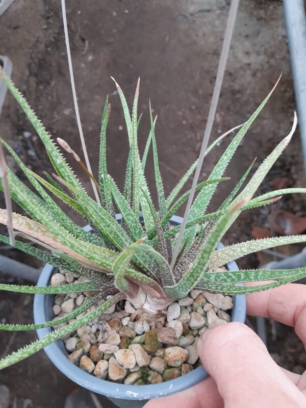 Aloe bellatula x albiflora