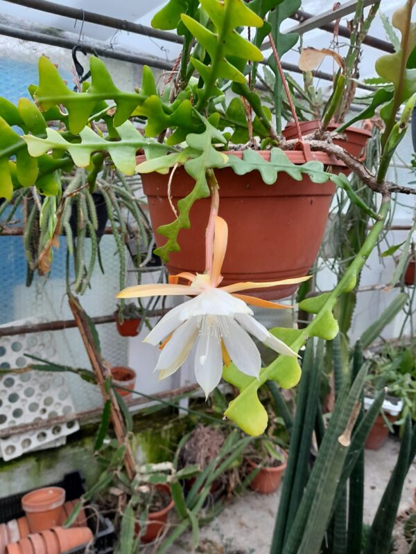 Epiphyllum anguliger (=Disocactus anguliger)