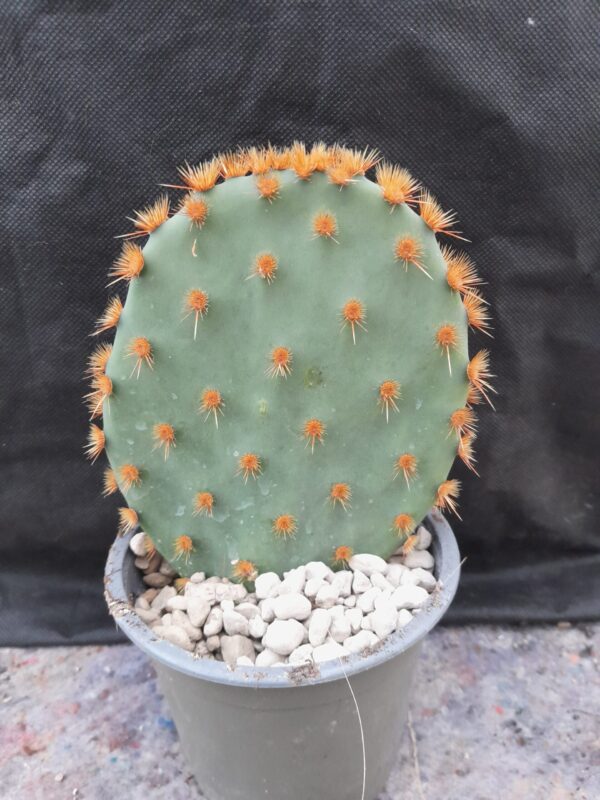 Opuntia aciculata - Image 2