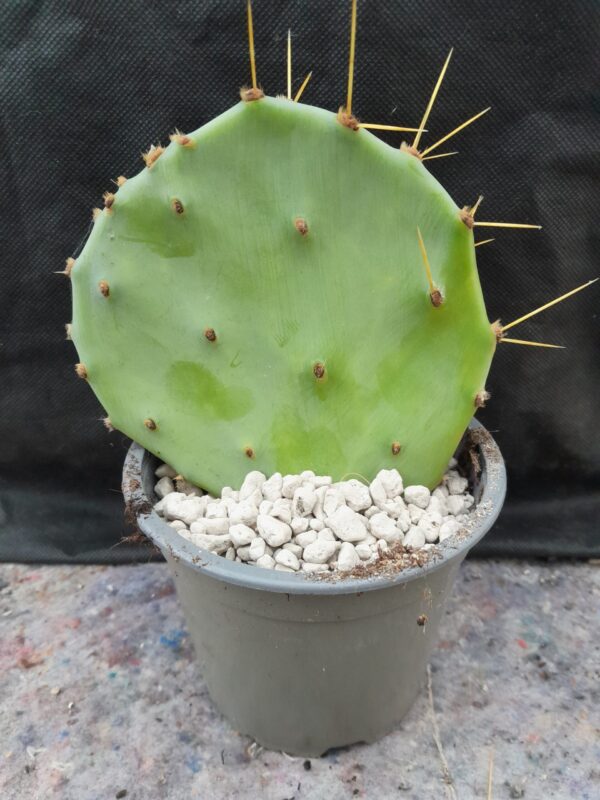 Opuntia bentonii - Image 2