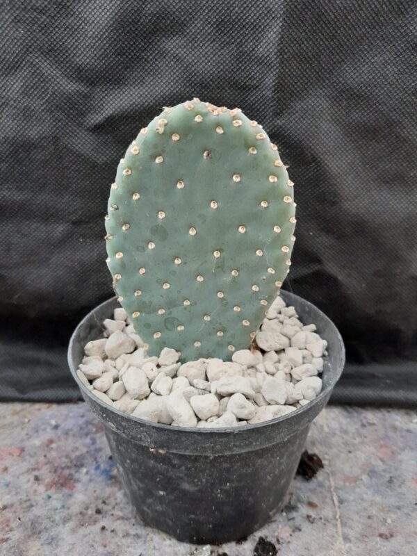 Opuntia basilaris - Image 2