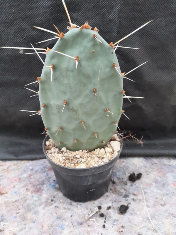 Opuntia phaeacantha 'Rubra' rød blomst - Image 2