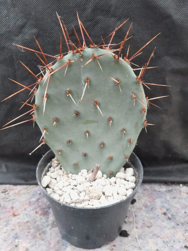 Opuntia phaeacantha, Colorado, Fremont Co., DJF970.18 - Image 2