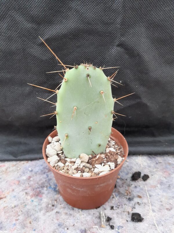 Opuntia bergeriana - Image 2