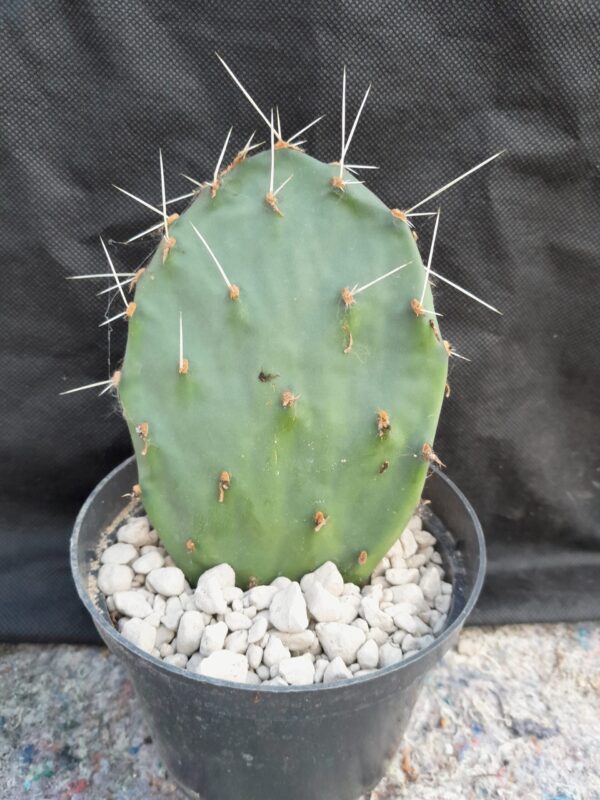 Opuntia phaeacantha cv. Orangeade - Image 3