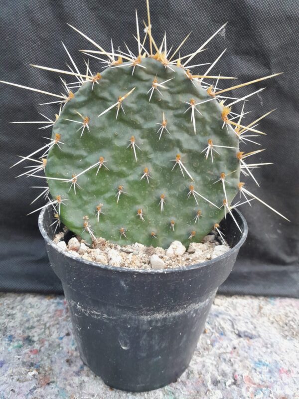 Opuntia cymochila, Kansas, Graham County - Image 2