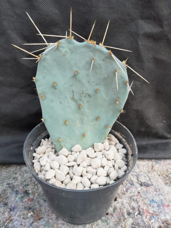 Opuntia macrorhiza - Image 2