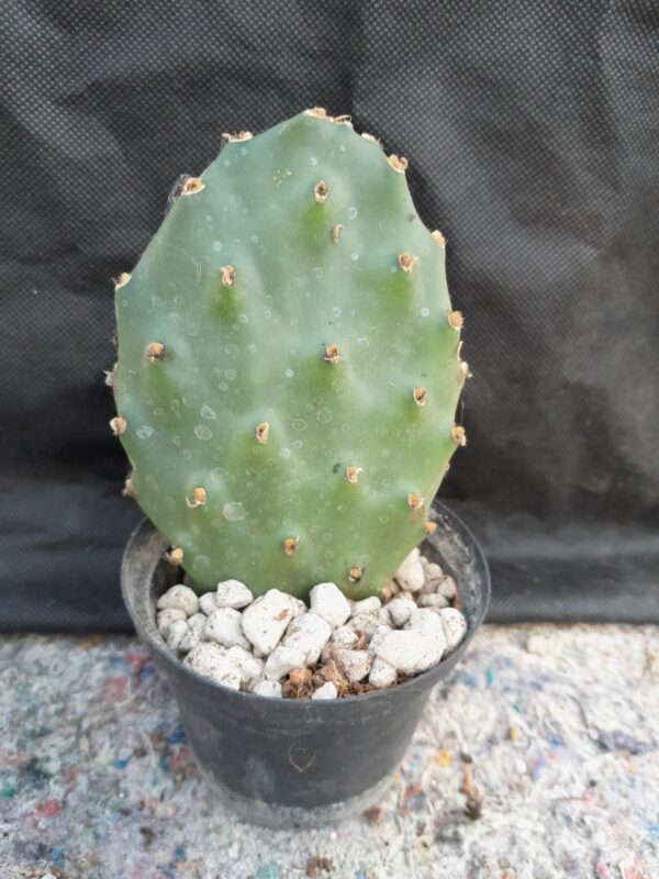 Opuntia debreczyi, rosa - Image 2