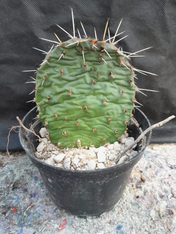 Opuntia cymochila, Colorado, Larimer - Billede 2