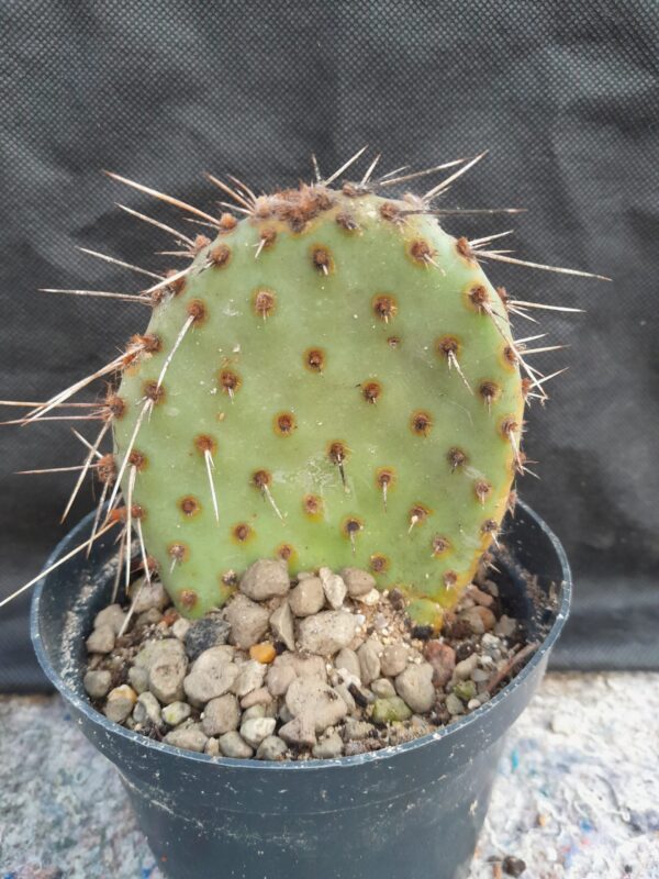 Opuntia polyacantha, lilla blomst - Image 2