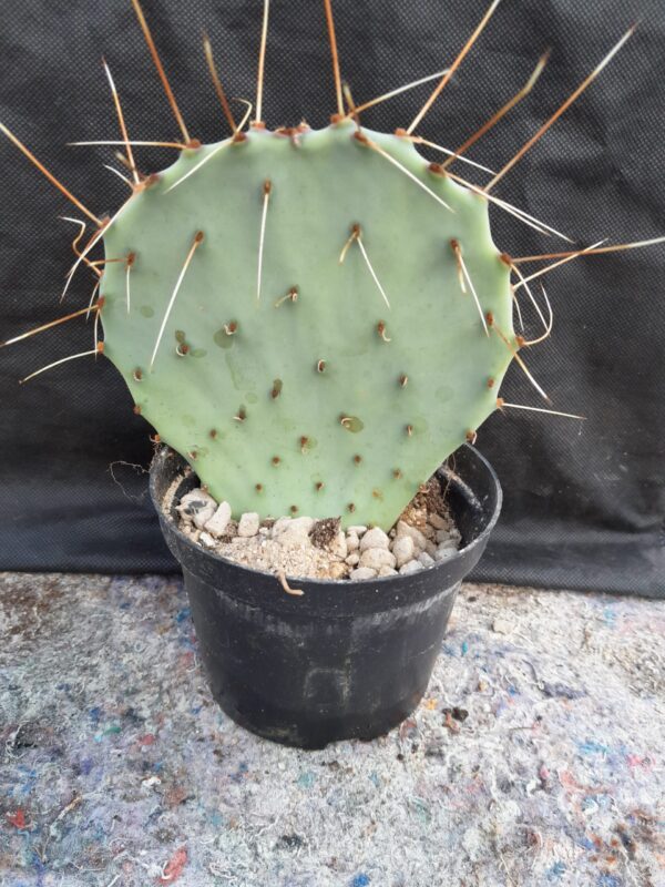 Opuntia macrocentra - Billede 2