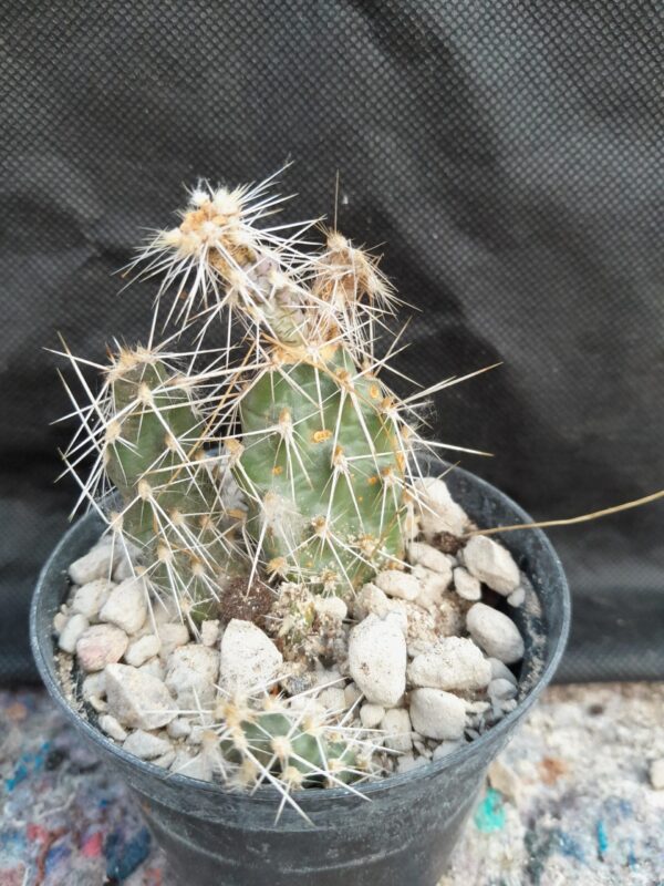 Opuntia arenaria - Image 2