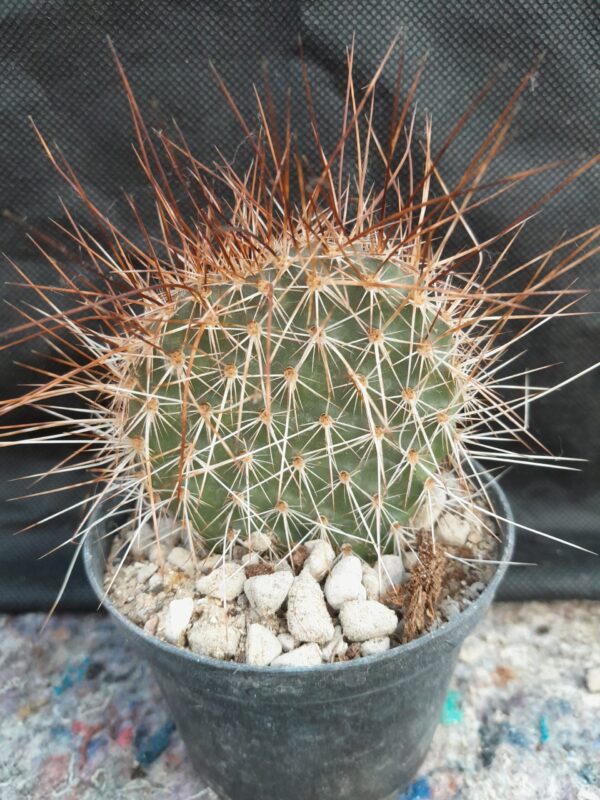 Opuntia polyacantha v hystricina, hvid blomst - Image 2