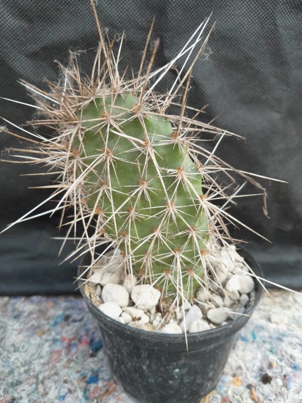 Opuntia polyacantha v erinacea ursina - Image 2