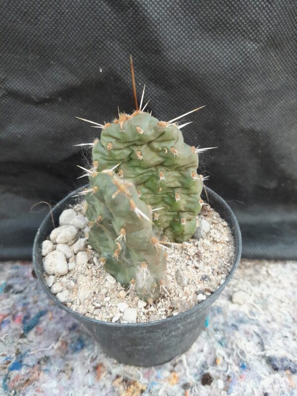 Opuntia polyacantha, South Dakota - Image 2