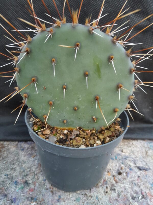 Opuntia gilvescens, New Mexico, Bernalillo - Image 2