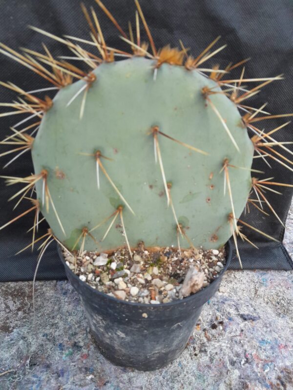 Opuntia engelmannii