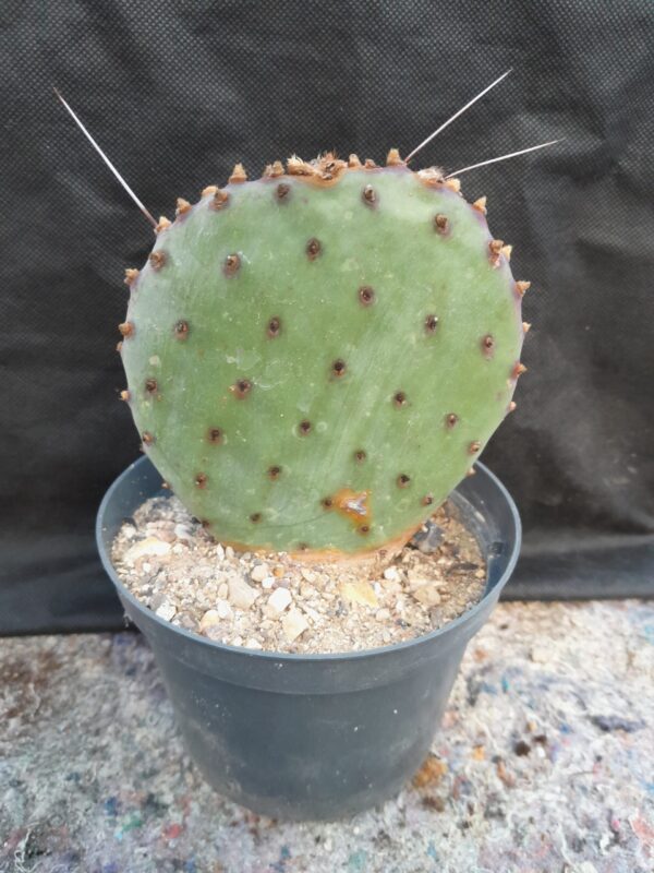 Opuntia azurea - Image 2