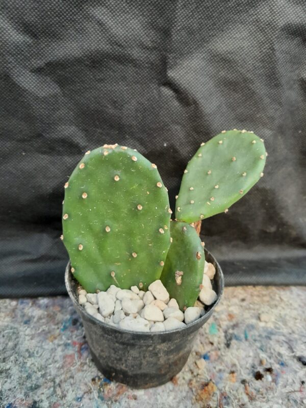 Opuntia humifusa