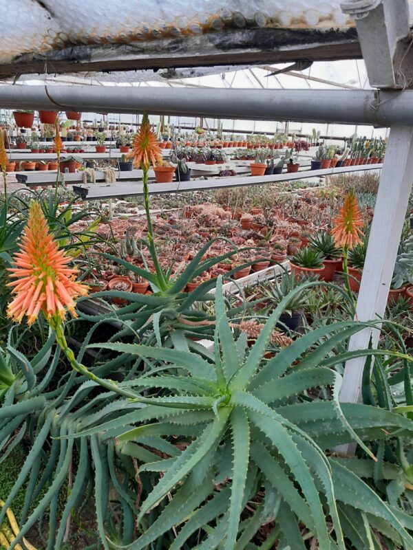 Aloe arborescens