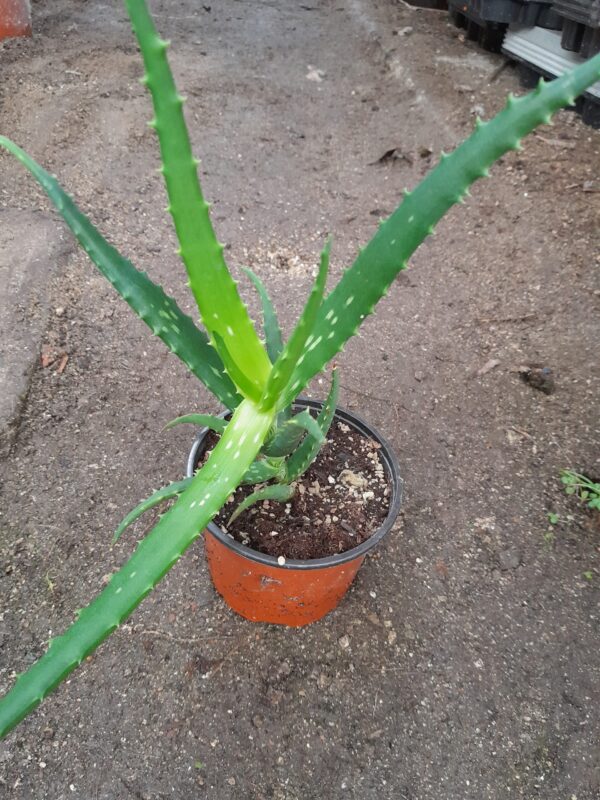 Aloe dawei - Image 3