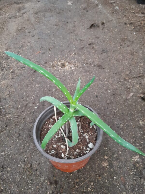 Aloe antandroi