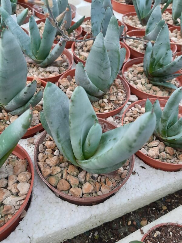 Aloe petricola