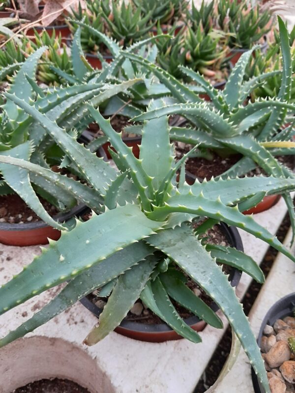 Aloe spinossissima
