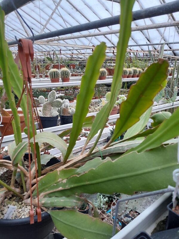 Epiphyllum hookeri ssp hookeri