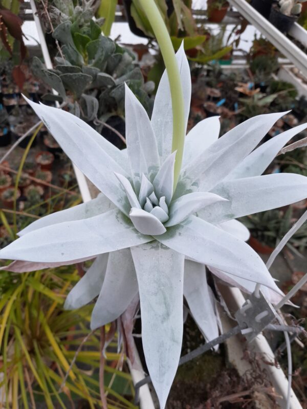 Dudleya brittonii