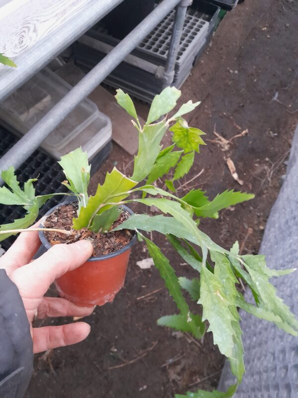 Lepismium houlletianum