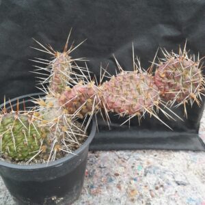 Opuntia phaeacantha "Träger"