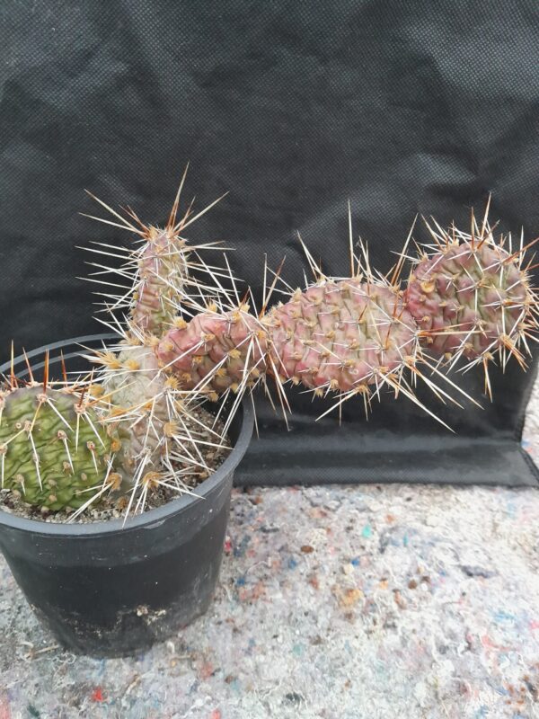 Opuntia phaeacantha "Träger"