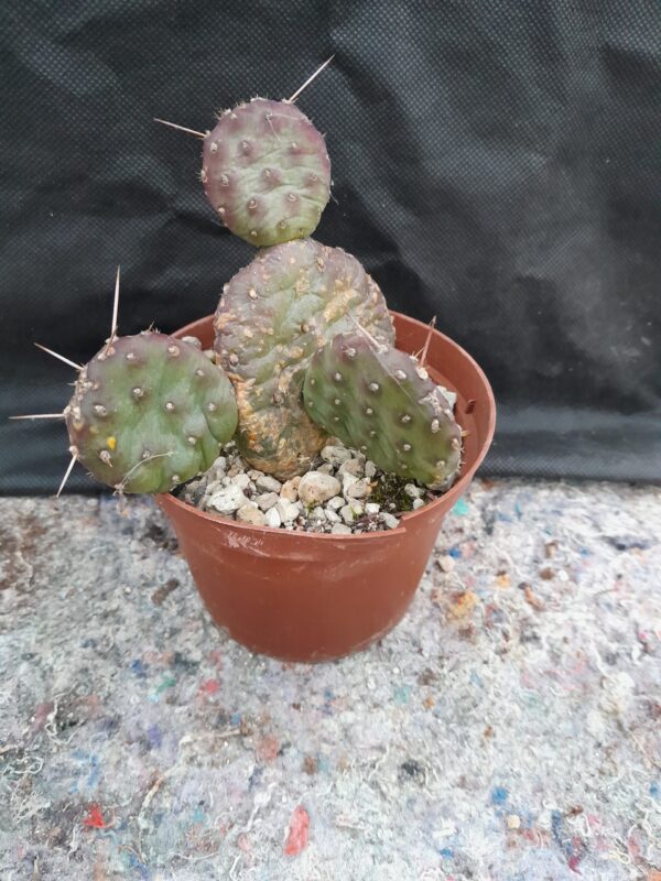 Opuntia pinkavae, S-Utah - Image 2