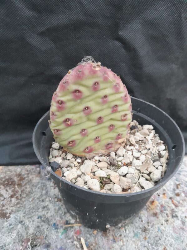 Opuntia basilaris f. whitneyana