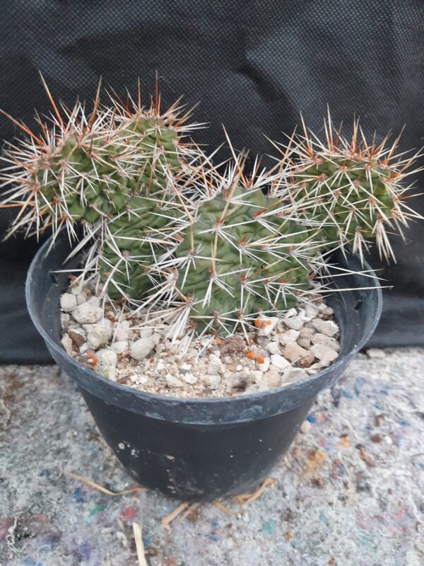 Opuntia cv Rosebud - Image 2