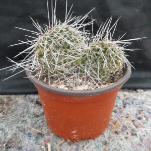 Opuntia polyacantha, Kansas, Ness County