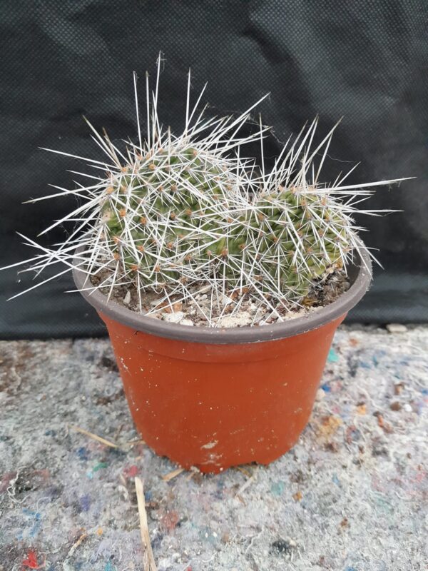 Opuntia polyacantha, Kansas, Ness County