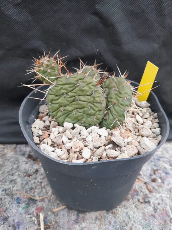 Opuntia x smithwick, South Dakota, Smithwick - Image 2