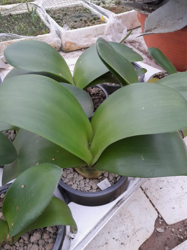 Haemanthus albiflos
