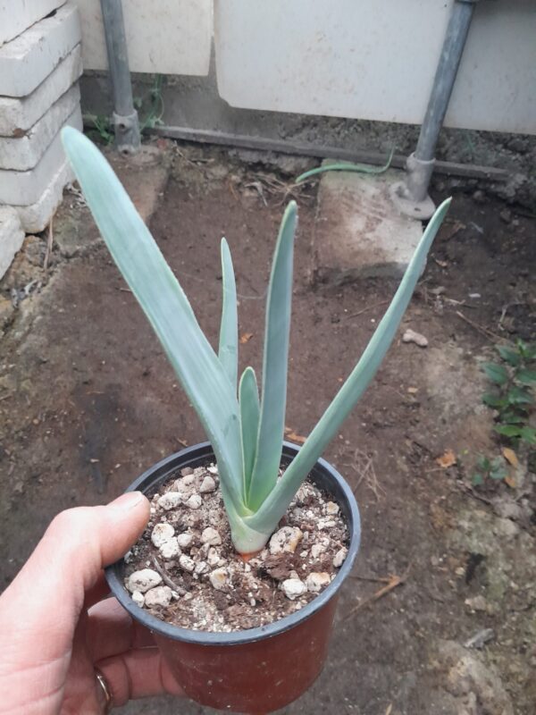 Aloe plicatilis (=Kumara plicatilis)