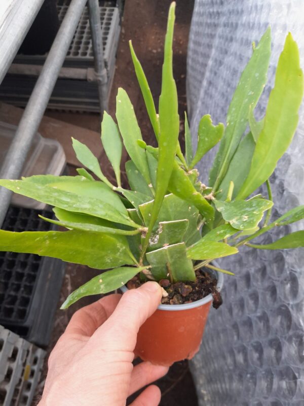 Epiphyllum pumilum - Image 2