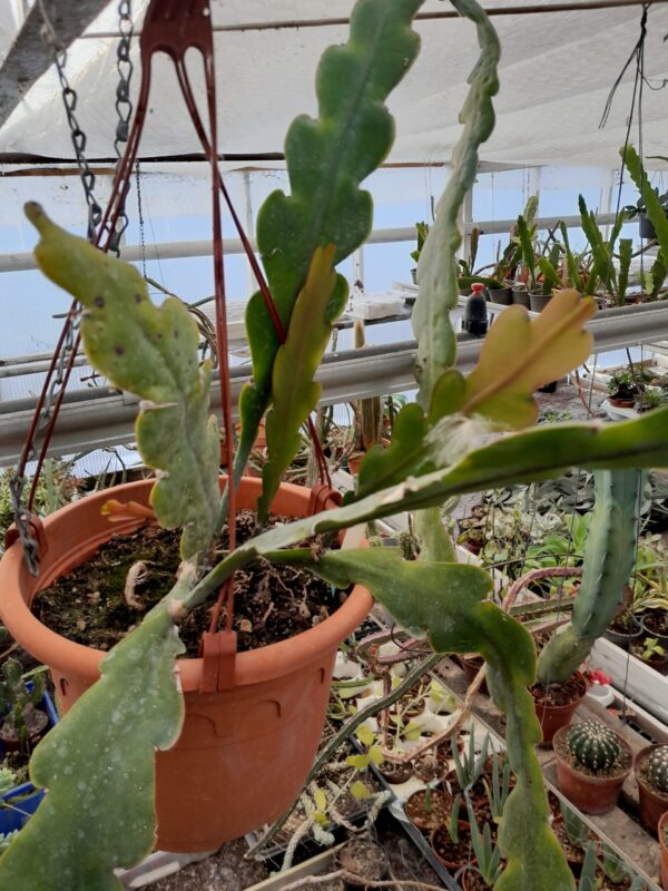 Epiphyllum phyllanthus